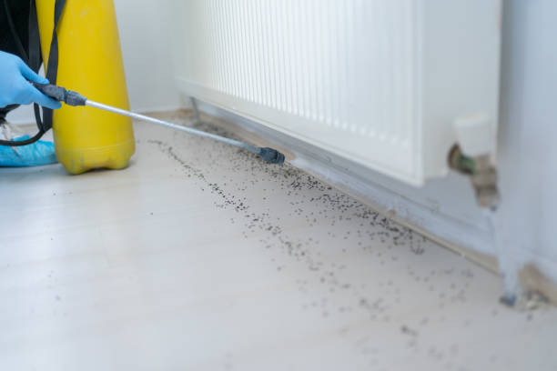 Reliable Terrytown, LA Pest Control Solutions
