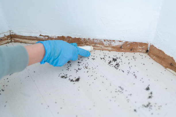 Best Wasp Removal Services  in Terrytown, LA