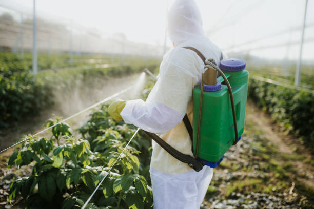 Best Termite Control Services  in Terrytown, LA